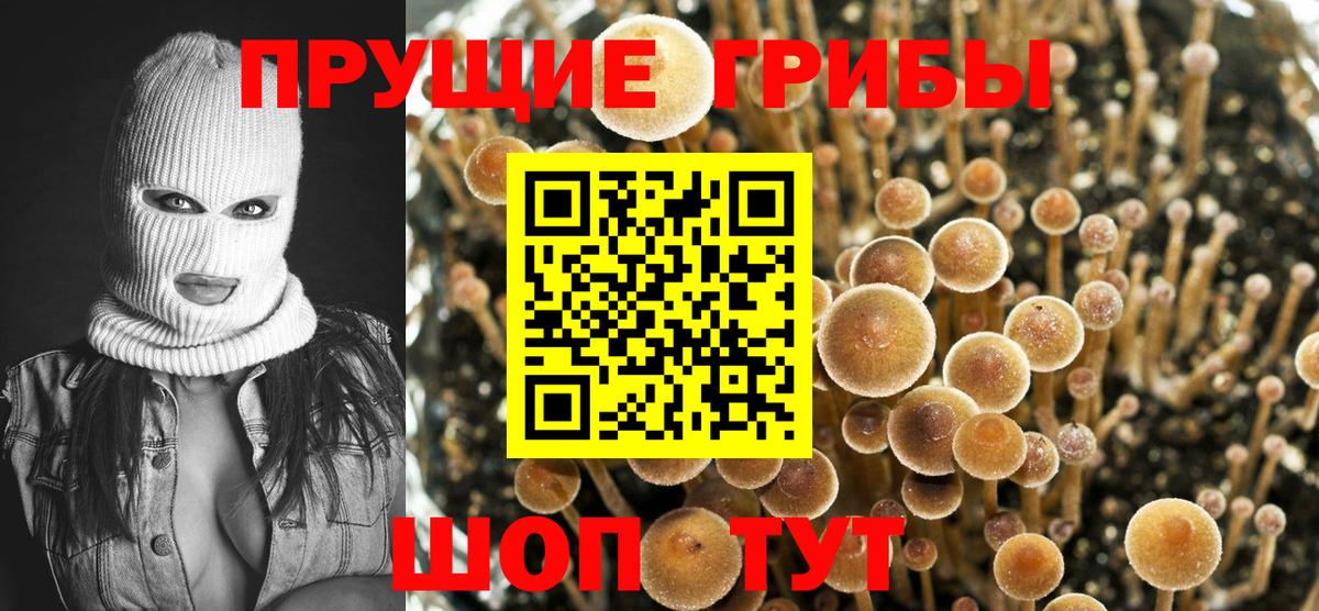 Отрадный  Псилоцибиновые грибы MAGIC MUSHROOMS  Вход с VPN 